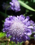 image of flower