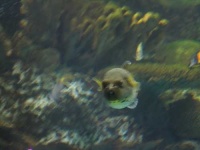 image of puffer
