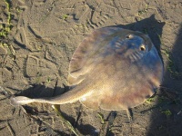 image of electric_ray