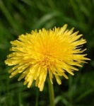 image of flower