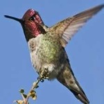 image of bird