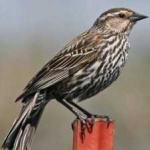 image of bird