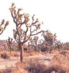 image of joshua_tree