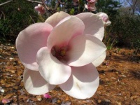 image of magnolia #11