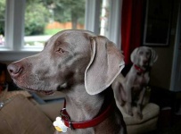 image of weimaraner