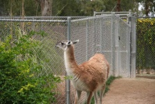 image of alpaca #14