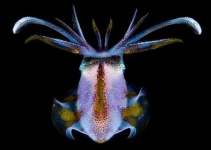 image of animal