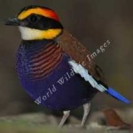 image of bird