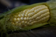 image of corn #6