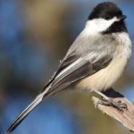 image of bird