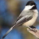 image of black_capped_chickadee #30