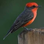 image of bird