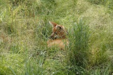 image of red_wolf