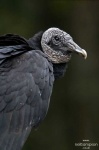image of vulture