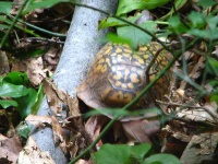 image of box_turtle