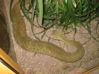 image of horned_viper