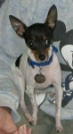 image of toy_terrier