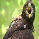 image of bird