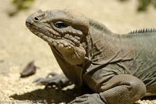 image of common_iguana