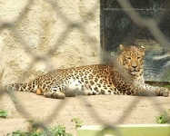 image of jaguar_car