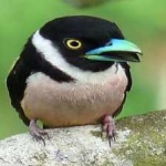 image of bird