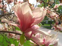 image of flower