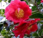 image of flower