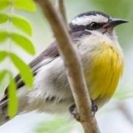 image of bananaquit #24