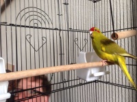 image of animal