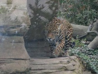 image of jaguar_car