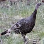 image of wild_turkey #13