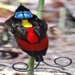 image of bird
