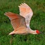 image of asian_crested_ibis #9