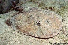 image of electric_ray