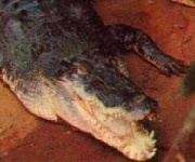 image of animal