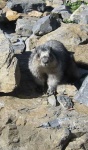 image of marmot