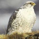 image of bird