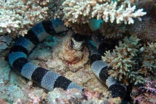 image of sea_snake