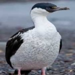 image of bird