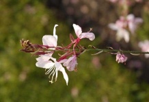 image of flower