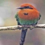 image of bird