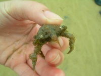 image of rock_crab