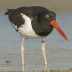image of bird