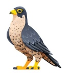 image of falcon