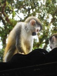 image of squirrel_monkey