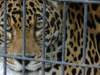 image of jaguar_car