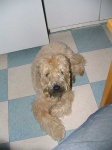 image of wheaten_terrier #9