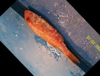 image of fish