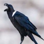 image of bird