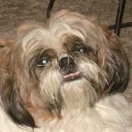 image of animal